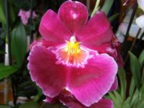 Miltonia /orchidea/