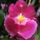 Miltonia_orchidea-002_254918_48989_t