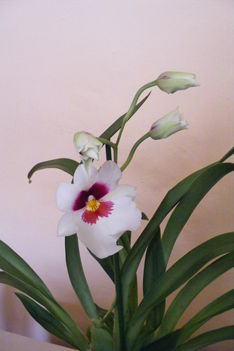 Miltonia /orchidea/