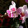 Orchidea-002_254900_80734_t