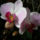 Orchidea-003_254901_19276_t