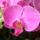 Orchidea-004_254904_72624_t