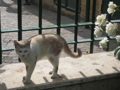 sorrento-i cica :)