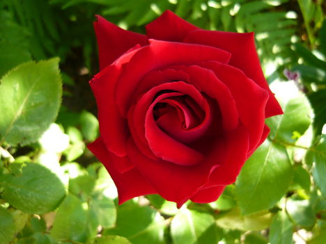 a legszebb rózsám
