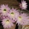 Csupavirág echinopsis