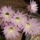 Csupavirág echinopsis