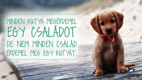 Ez igaz!