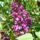 Lilaorgona_255377_75462_t