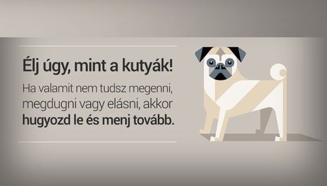 lj kutya módra!