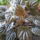 Peperonia__kozelrol_255370_14222_t
