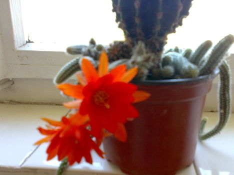 Virágzó kaktusz.
