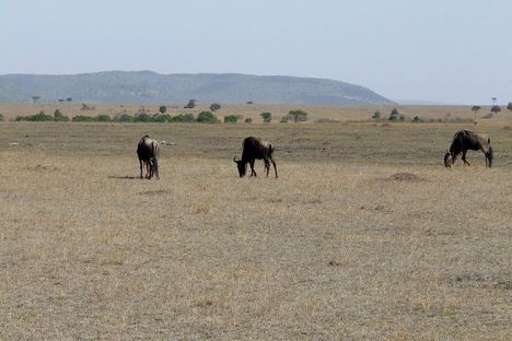 Kenya,2006