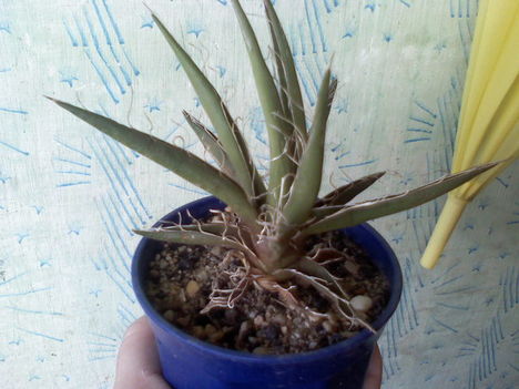 Agave filifera ssp