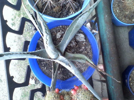 Agave purpusorum