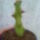 Euphorbia_lactea_258170_41875_t