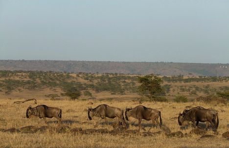 Kenya,2006