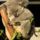 Koala_258402_33037_t