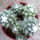 Mammillaria_hidalgensis_fnuda_258163_80905_t