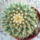 Mammillaria_marksiana_258204_49200_t