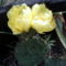 Opuntia phaeacantha var.gigatea