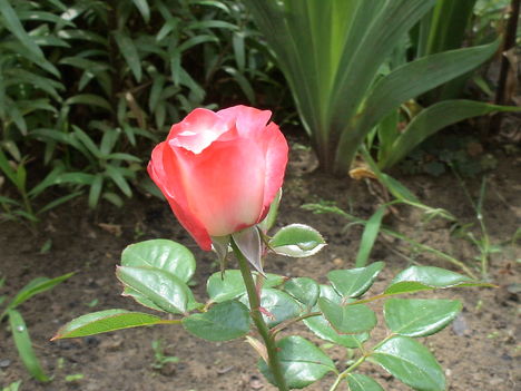 Osiria rózsa