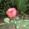 Osiria rózsa