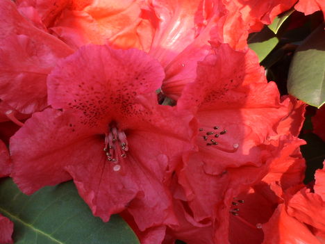 Rododendron csoda