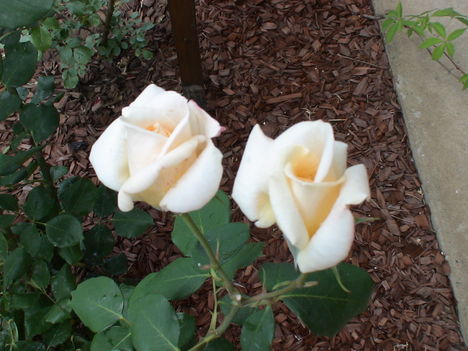 Rózsák párban