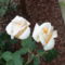 Rózsák párban