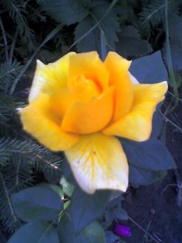 rózsám a sárga  saját szaporítás