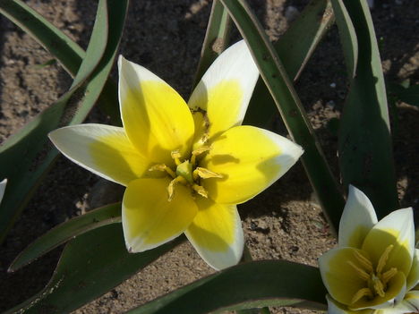 Törpe tulipán