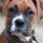 Boxer_259969_97888_t