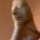 Ehnaton-037_2059216_6998_t