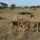 Kenya2006-066_259594_19016_t