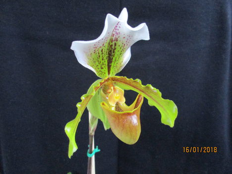 Paphiopedilum insigne 1