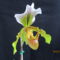 Paphiopedilum insigne 1