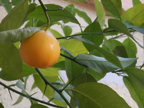 Saját narancs