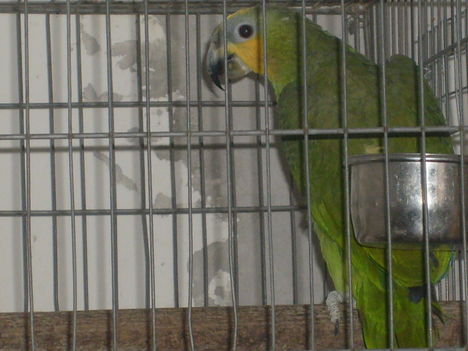 Amazon papagáj