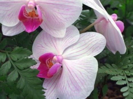 Fehér - rózsaszin orhidea