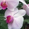 Fehér - rózsaszin orhidea