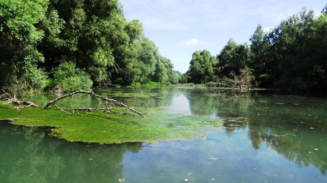 Iparosi Duna-ág Szigetközi hullámtéri vízpótlórendszerben, Lipót 2016. július 15.-én 2