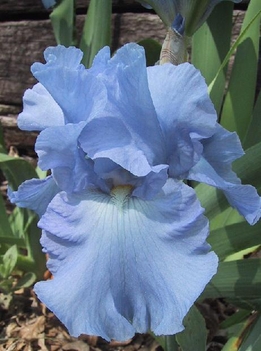 Kék irisz
