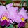 Orhidea-001_25378_647249_t