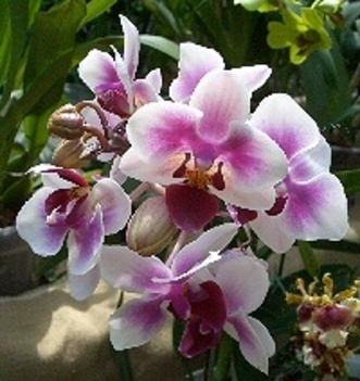 Orhidea  