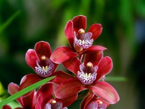 Orhidea bordós