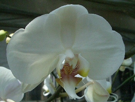 Orhidea fehér