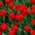 Piros_tulipan_25370_105462_t