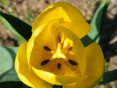 tulipan5