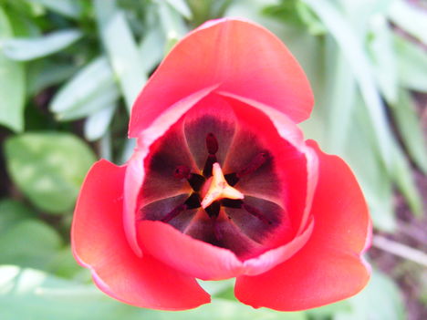 tulipán a kertemből