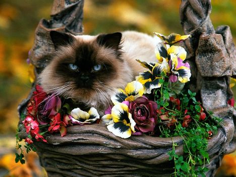 Virágos macska